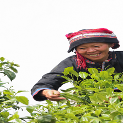 Trà shan tuyết cổ thụ Hà Giang Hagintea