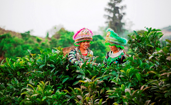 Vùng trà Shan tuyết cổ thụ Sơn La